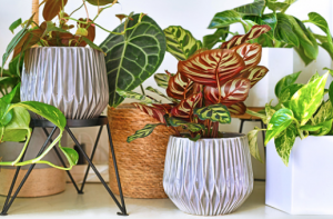 indoor garden