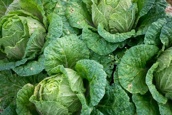 lettuce head